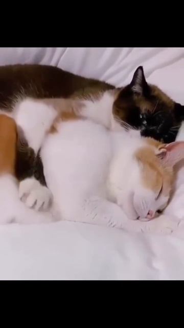 От улыбки с котиками