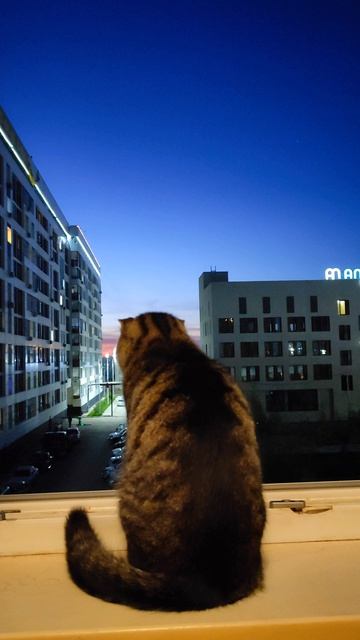 #кошка