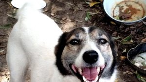 Домашний собачий приют «Марфуша» спасли от потопа