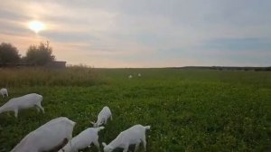 Хозяин коз раскрыл всю правду! 🐐 #козьерябство