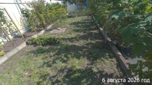 6. 7 соток. 4 дня на огороде и полный порядок. Что сделала. Хроника 6 августа 2026 год
