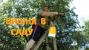 Вишня с саду
