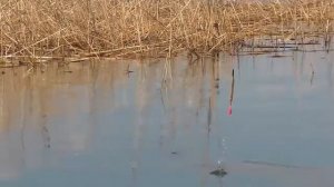 Караси ЛАПТИ на ПОПЛАВОК, клюют В ЗАБРОС!! Нашёл в КАМЫШАХ тихую заводь, и НАЛОВИЛ!!