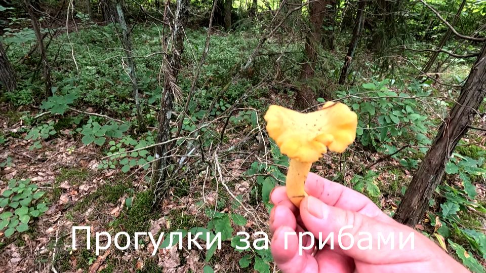 Прогулки за грибами. Собираю лисички, хотя и не планировал.