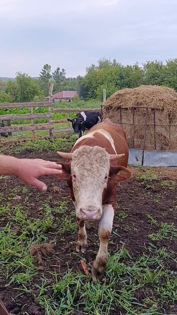 Выпустили всех быков в один загон