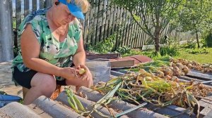 Здравствуй август! Убираю лук.