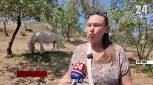 Без еды, воды и под палящим солнцем живёт пони в Профессорском уголке в Алуште