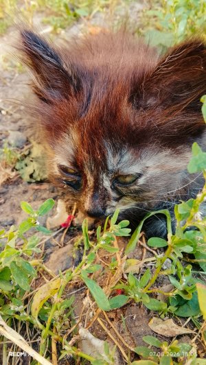 смотрю котят в реальной жизни.