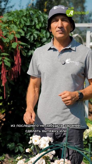 Подкормка роз в августе