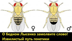 О бедном Лысенко замолвите слово! Извилистый путь генетики
