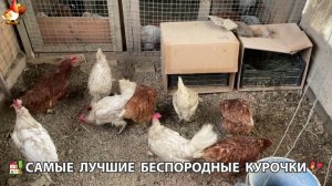 Цыплята и Курочки селяночки лучшие беспородные несушки 🥚 (505)