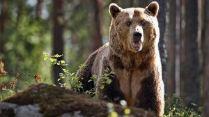 Из хищных животных можно встретить бурого медведя, лисицу, соболя, лесную куницу, белого песца