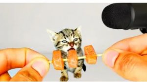 🐱 Крошечный котёнок за едой — уютный АСМР-мукбанг