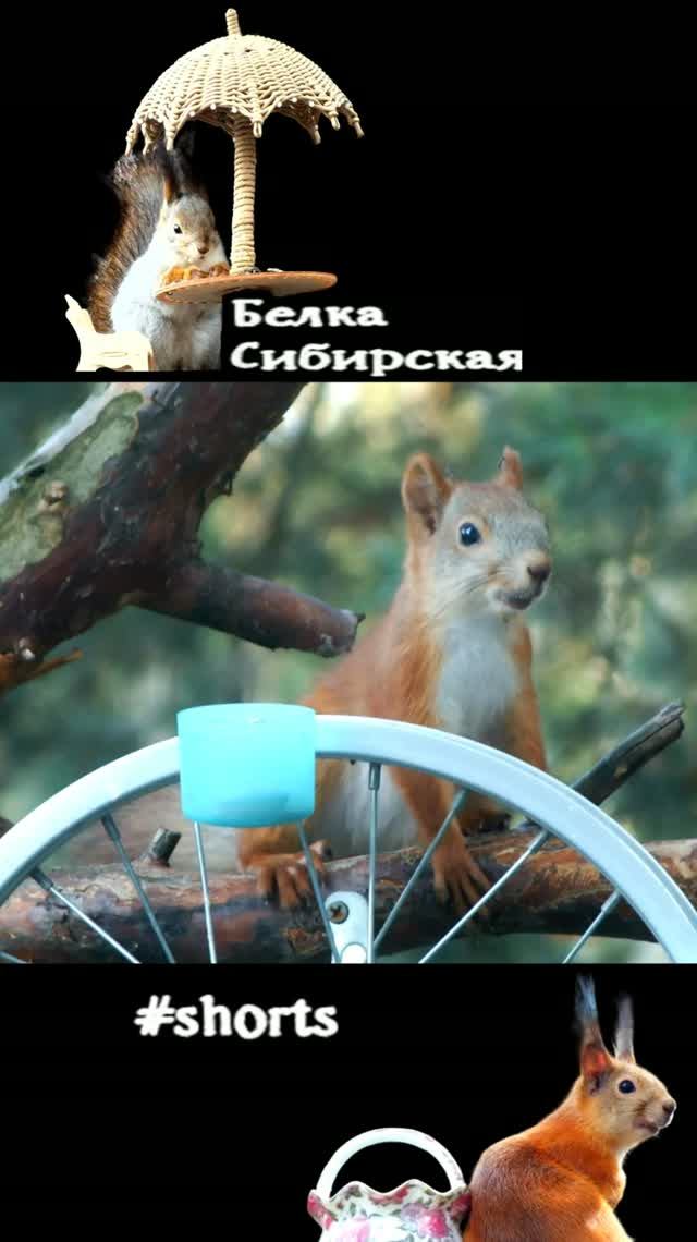 Бельчонка окружили комары