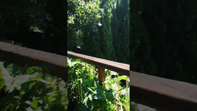 моё первое видео!!! страдаем фигнёй в дримвуде! часть 1