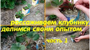 как мы клубнику рассаживаем - часть 1