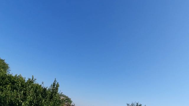 07.08.26 г. Андижанская порода голубей (1)