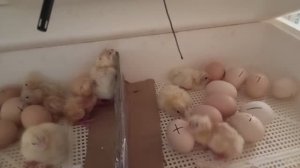 21е сутки инкубации. Кообы вырвались вперёд.  Цыплята лупятся дружно.