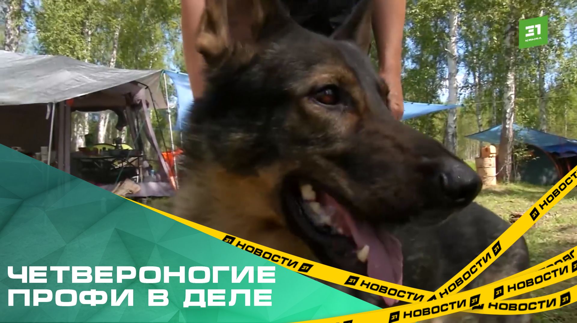 Четвероногие профи в деле. В Челябинской области определяют лучших собак-спасателей