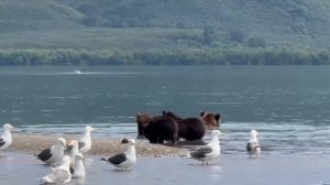 Медведицы с медвежатами вышли на рыбалку на Камчатке.

На Курильском озере в Южно‑Камчатском заказни