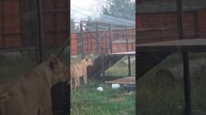 HMYJ6275_06.08.2026-Видео от Светланы
