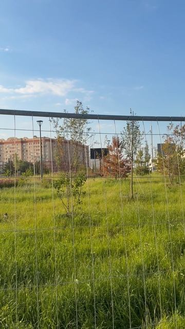 Как в Ногинске создают зелёные пространства: репортаж с места событий