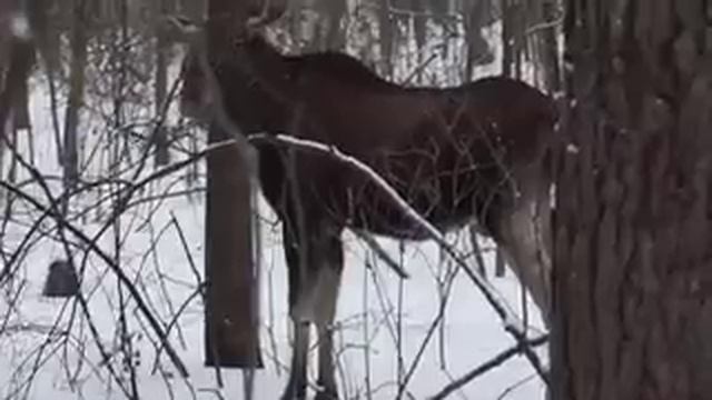 Лось видео Охота)