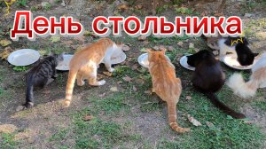 День стольника у кошек!😺
