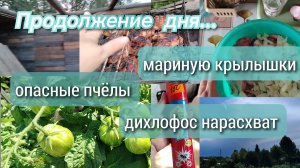 Мариную крылышки//опасные пчёлы// дихлофос нарасхват