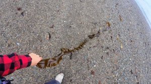 9 серия сахалин