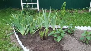 Новая клумба, урожай в конце июля, фундамент.