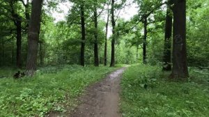 хорошо гуляю по лесу 54