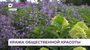 В Уссурийске зафиксировано несколько случаев кражи цветов с городских клумб