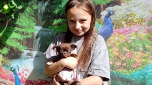 Щенки #чихуахуа ОТ 35 тр ждут мам и пап #продам_щенка_чихуахуа_купить +79215950848