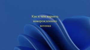 Как и чем кормить новорожденного котенка