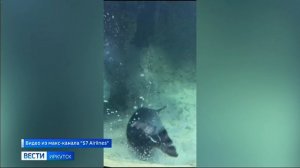 Самолет доставил двух пятимесячных нерпят из Иркутска в Москву