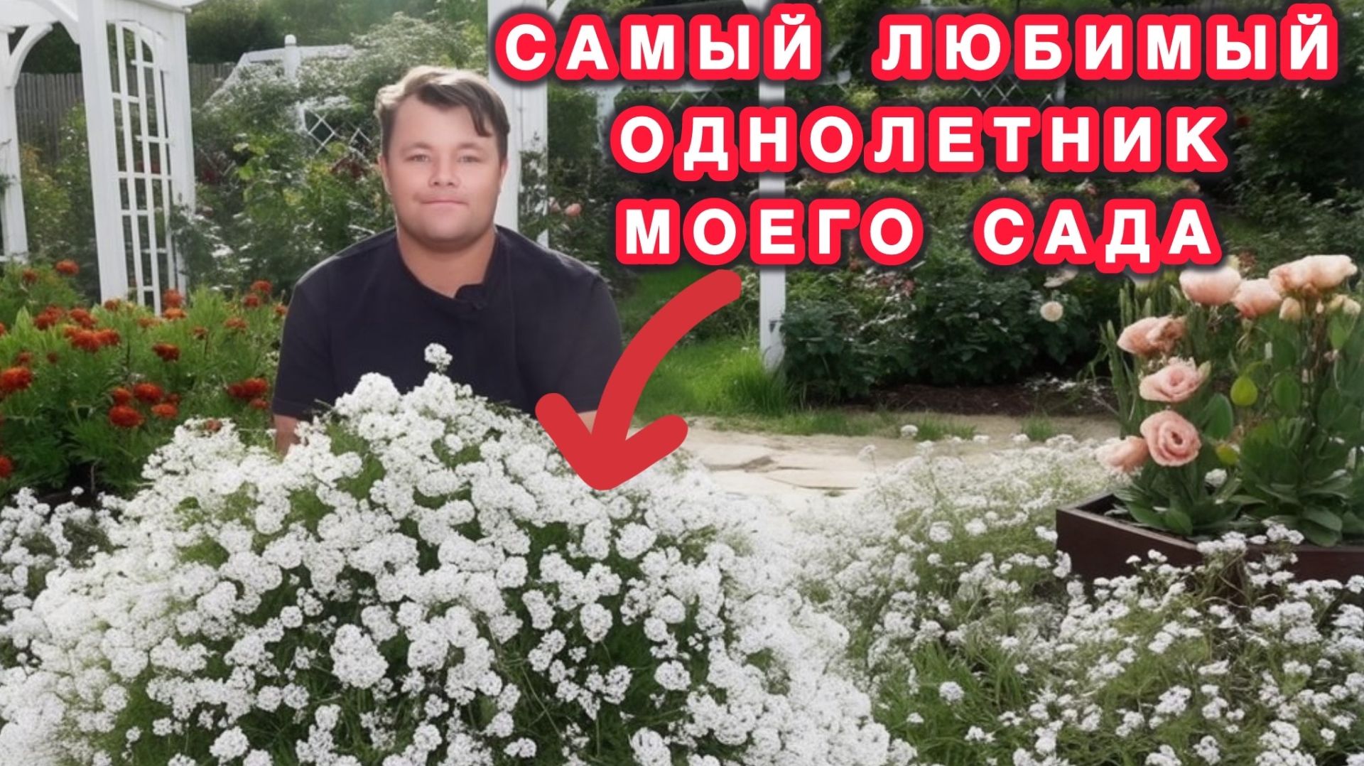 Секрет пышного цветения алиссума наконец раскрыт!