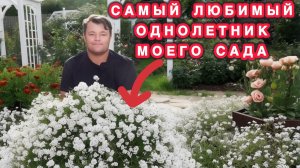 Секрет пышного цветения алиссума наконец раскрыт!