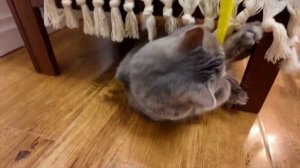 ИСТОРИИ МИЛЫХ КОШЕК# Забавные моменты с забавными котиками 🐾 Лучшие игрушки Кумы и Юки для котя