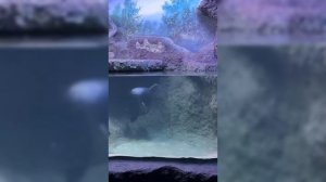 Две пятимесячные байкальские нерпы переехали из Иркутска в Москву.Теперь малыши живут в «Крокус Сити