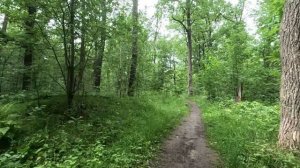 хорошо гуляю по лесу 14