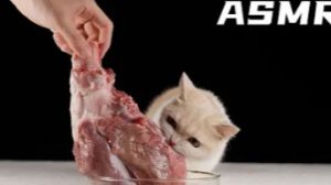 🐱 Котёнок против гигантской бараньей ноги — уютный АСМР-мукбанг и битва за каждый кусочек