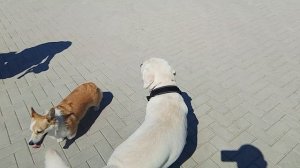 БОЙНЯ КОРГИ С ЛАБРАДОРОМ
