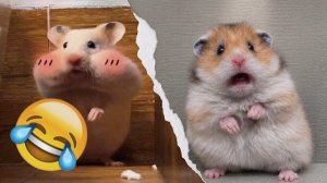 Смешные видео с хомяками  Самые смешные маленькие хомяки делают самые неожиданные вещи