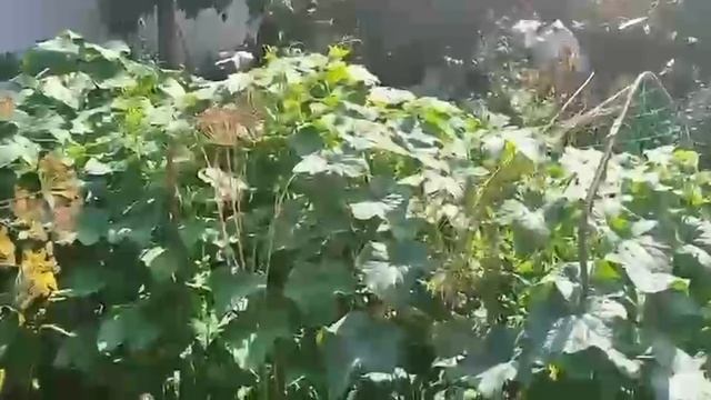 Моя тепличка и растишки🌺