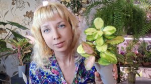Немного о моих хойях: обзор и уход