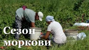 В ЛНР стартовал сезон сбора моркови