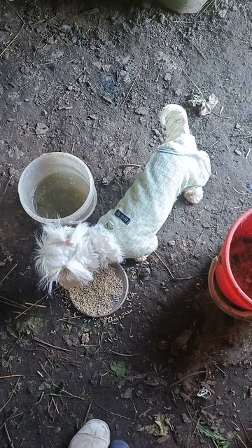 кормлю чтобы Самурай не видел