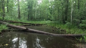 хорошо гуляю по лесу