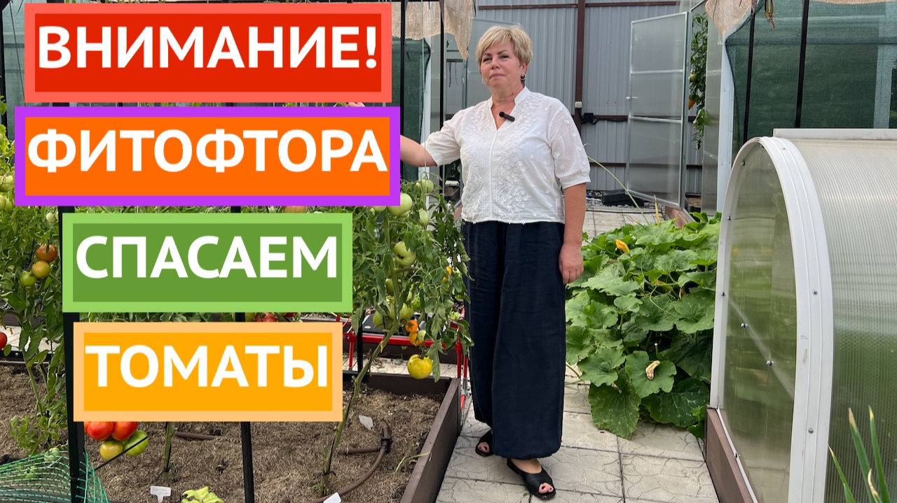 Томаты еще можно спасти! Лучший способ борьбы с фитофторой